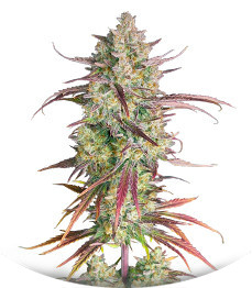 Сорт Frostbanger Auto fem (FastBuds)