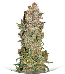 Сорт Rhino Ryder Auto fem (FastBuds)