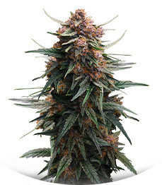 Lemon Cherry Cookies Auto fem (FastBuds)