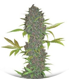 Сорт LSD-25 Auto fem