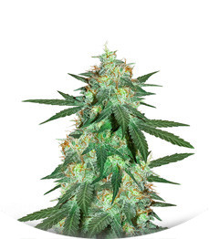 Сорт Bruce Banner Auto fem (Cali Buds Seeds)