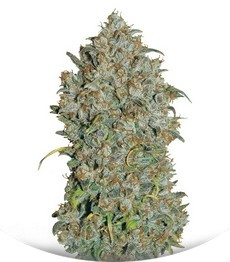 Сорт Mexican Airlines Auto fem