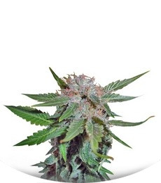 Сорт Royal Cheese fem (Fast Flowering)