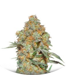 Сорт Grapefruit auto fem (FastBuds)