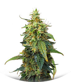 Сорт Fat Bastard Auto fem от Blimburn Seeds