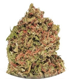 Сорт Dream Machine fem