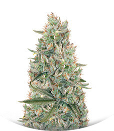 Сорт Gelato Auto fem (FastBuds)