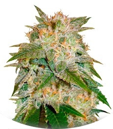Сорт La Bella Afrodita fem (Delicious Seeds)