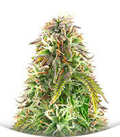 Сорт Northern Lights Auto fem (Herbies Seeds)