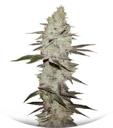 Сорт Six Shooter Auto fem (FastBuds)