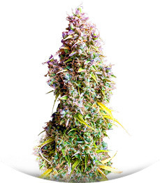 Сорт Strawberry Gorilla Auto fem (FastBuds)