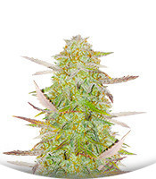 Сорт Grandmommy Purple Auto fem (Herbies Seeds)