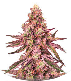 Сорт Glue Cookies fem (AlphaFem Seeds)