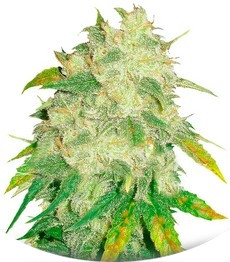 Сорт Il Diavolo Auto fem (Delicious Seeds)