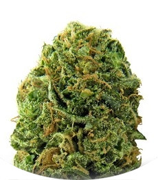 Сорт Massive Midget Auto fem