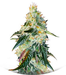 Сорт Purple Punch X Lemon Drizzle fem от Barney's Farm