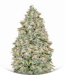 Сорт Bay Burger Early Version fem