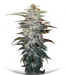 Сорт White Widow fem (Nirvana Seeds)