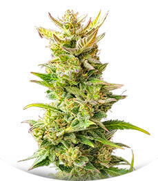 Baby Runtz Autoflower fem (Easy Grow Seeds)