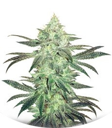 Сорт Stardawg auto fem (FastBuds)