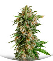 Сорт Auto Kryptonite fem (Pyramid Seeds)