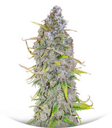 HighCloudZ Auto fem (GHS)