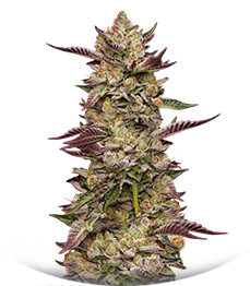 Сорт Poddy Mouth fem (Humboldt Seed Company)