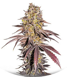 Сорт Black Cherry Gushers fem от Barney's Farm