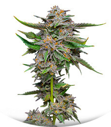 Сорт Lemon Cherry Gelato fem от Barney's Farm