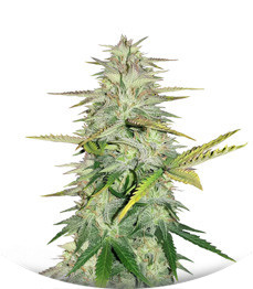 Сорт Wedding Cake fem (Cali Buds Seeds)