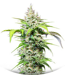 Сорт DC Cure 1:1 Auto CBD fem (Doctor’s Choice)