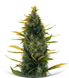 Сорт Lowryder Auto fem (Doctor's Choise)
