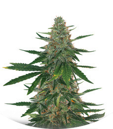 Сорт Bubba Slush fem (Green House Seeds)