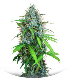 Сорт Papaya Zoap Auto fem (Sweet Seeds)