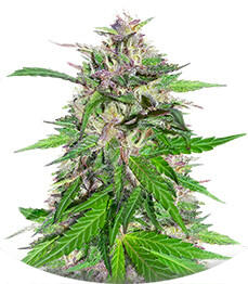 Сорт Jealousy Kush fem (Seedkeepers)
