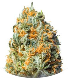 Сорт Fully Loaded Auto fem (Heavyweight Seeds)