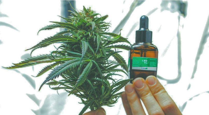 Медицинская конопля: история и роль в современной медицине