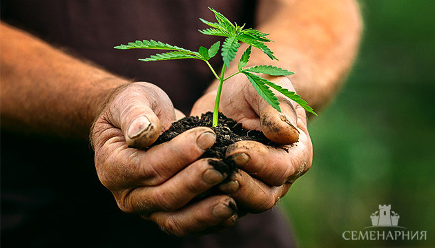 Грунт для конопли