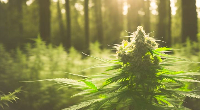 Как безопасно выращивать коноплю в аутдоре Секретные методы выращивания в лесу