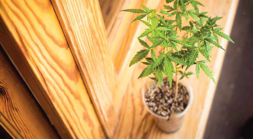 Гровинг на подоконнике